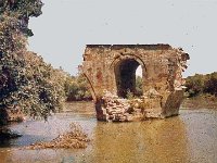 L Turkey