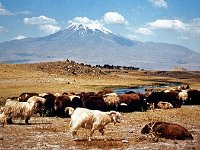 ZZZZZZZZT Ararat